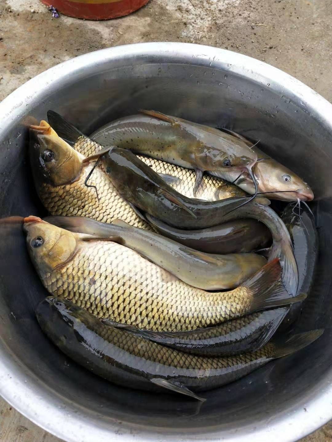 池塘草鱼 人工养殖 1-1.5公斤