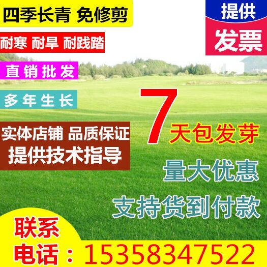 新沂市 草坪种子护坡绿化草籽狗牙根黑麦草耐寒耐热