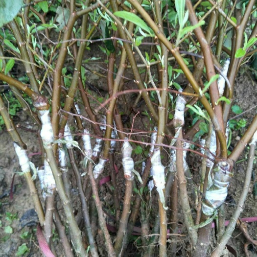 平南县青枣苗