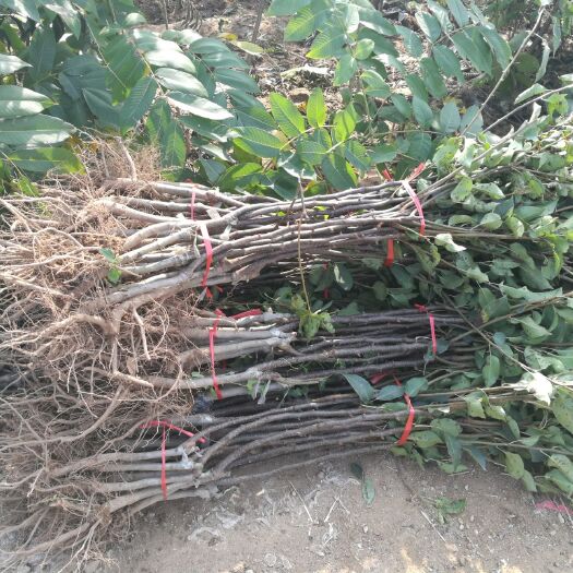 平邑县 香酥红梨树苗南北方庭院种植大量供应 品种齐全 包成活