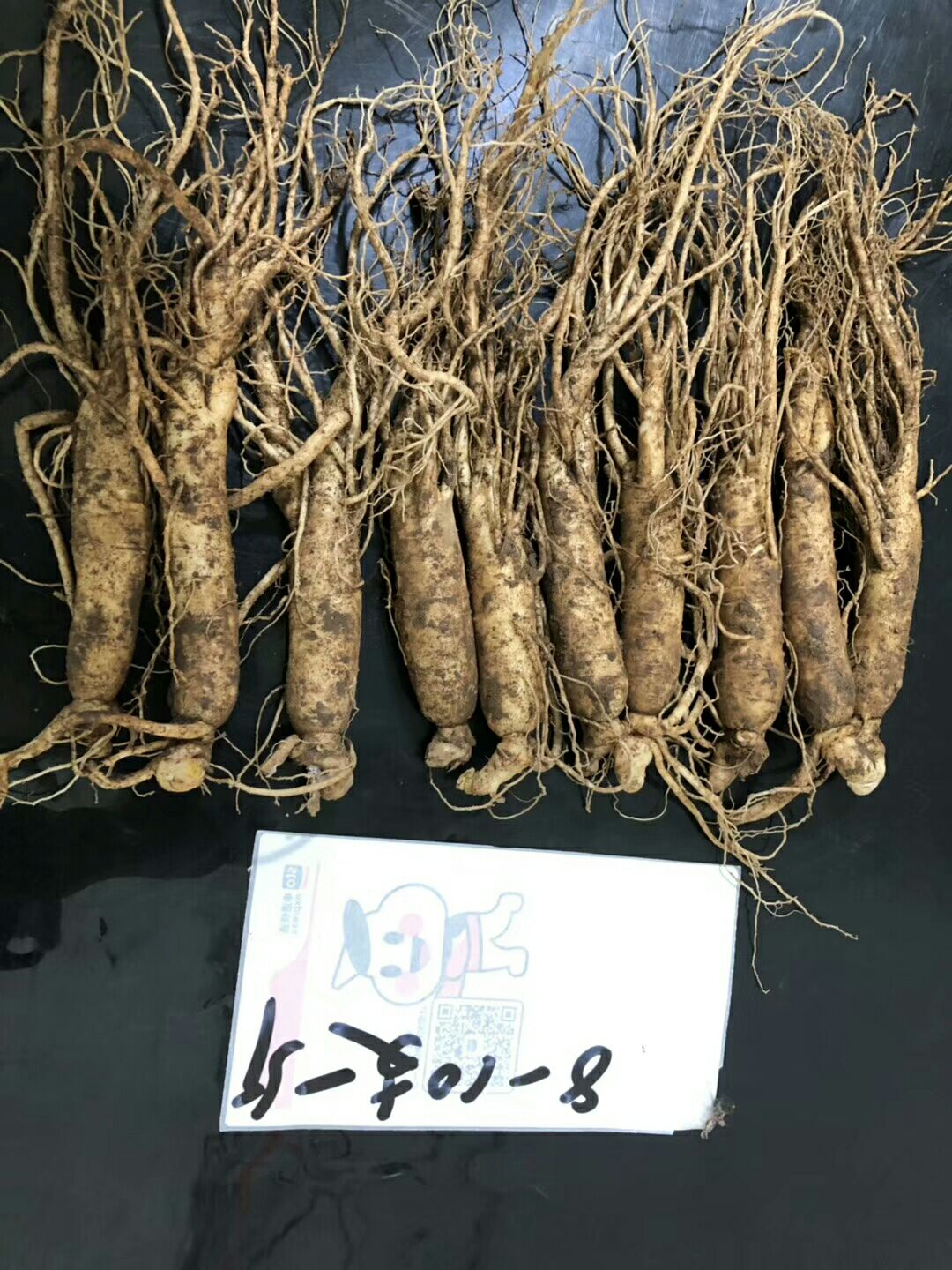 长白山人参 鲜参 