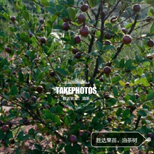 灵山县油茶苗 软枝油茶，大果红花油茶。