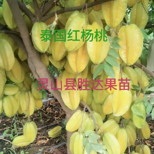 灵山县普通杨桃树苗 水晶甜杨桃，泰国红杨桃。