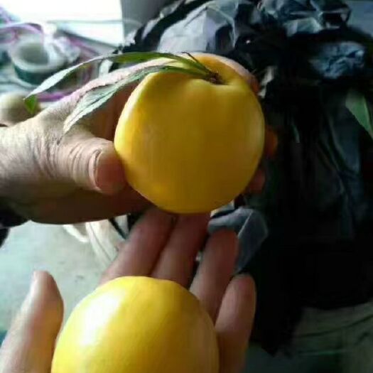 莒县126油桃 3两以上 55mm以上 