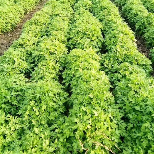 修水县金丝皇菊苗  金丝黄菊苗