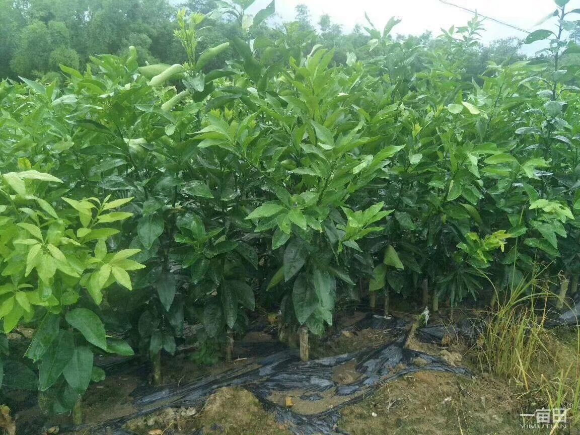 沃柑苗  明日见苗，爱媛38苗，
