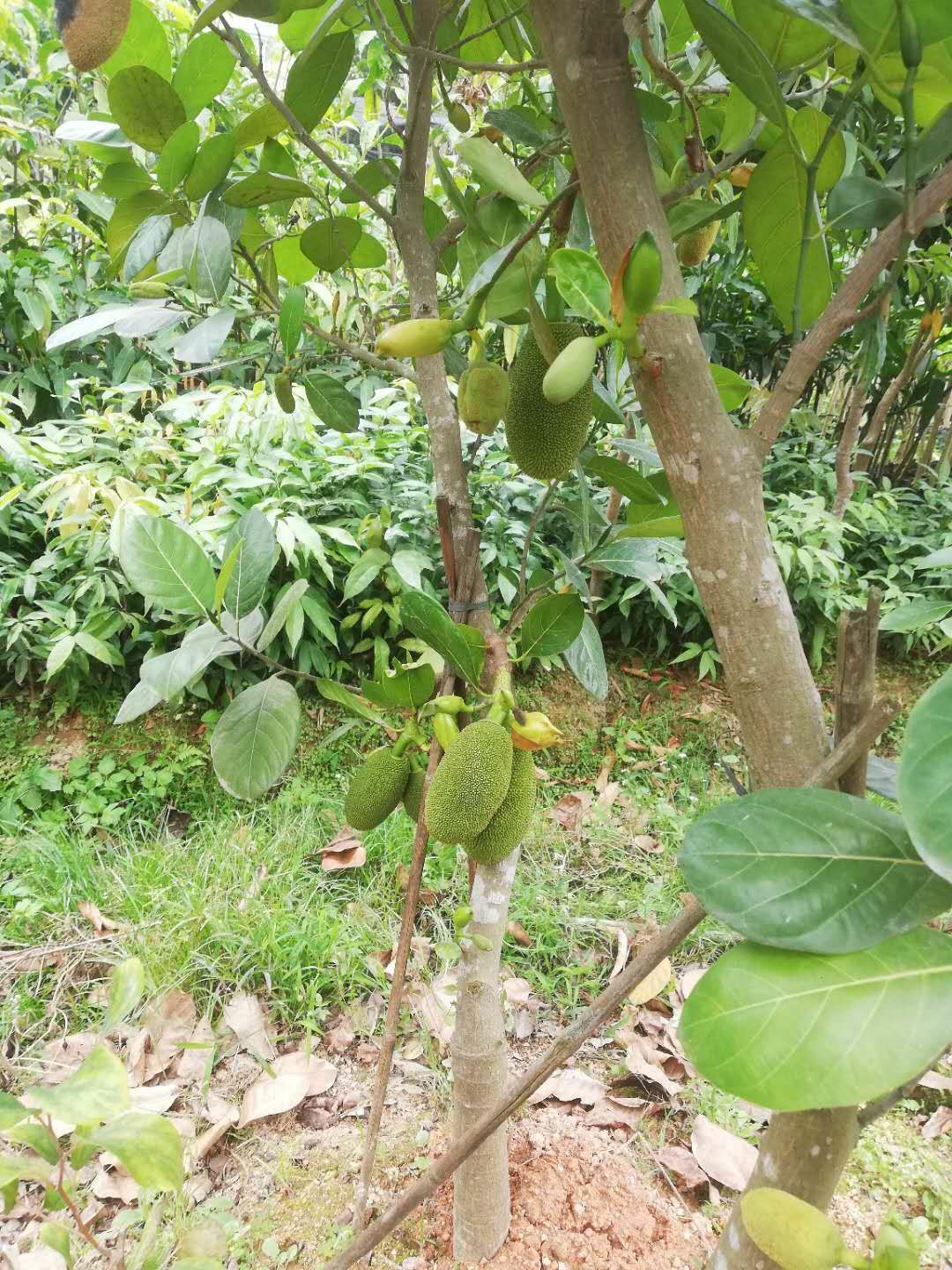 红肉菠萝蜜苗
