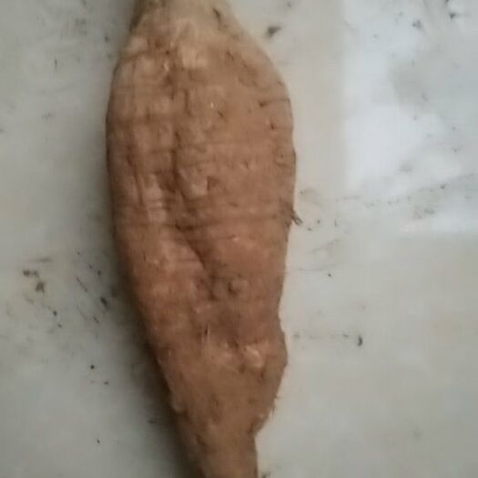 藤县粉葛种苗 