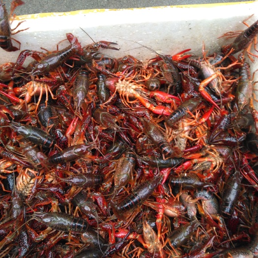 洪湖市小龙虾苗