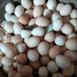 青县土鸡蛋 食用 散装 