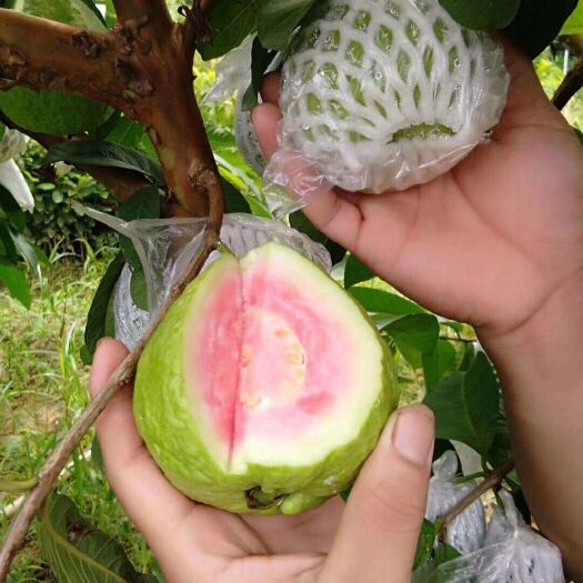 灵山县西瓜番石榴苗