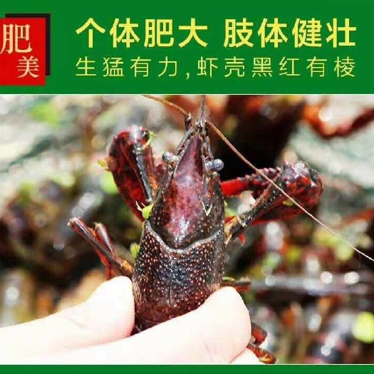 沭阳县清水小龙虾 4-6钱 人工养殖 