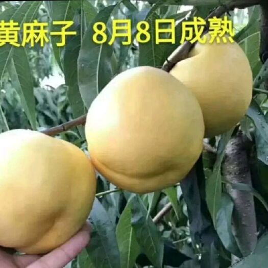盖州市黄桃树苗 黄麻子大黄桃苗