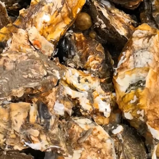荣成市威海牡蛎 人工养殖 1-2两/只