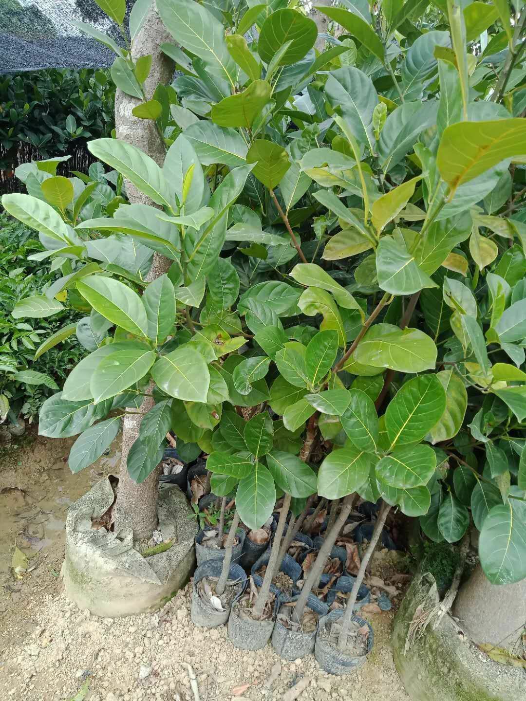红肉菠萝蜜苗