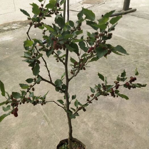 灵山县四季大果桑苗 