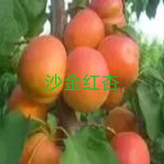 盖州市沙金红杏树苗 沙金红大杏苗