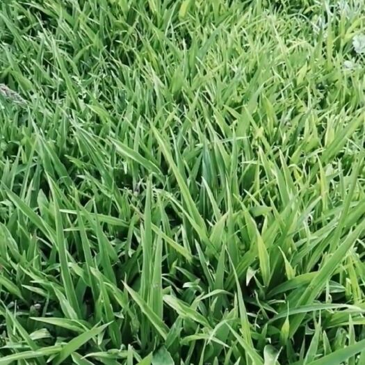 泸西县紫花白芨苗