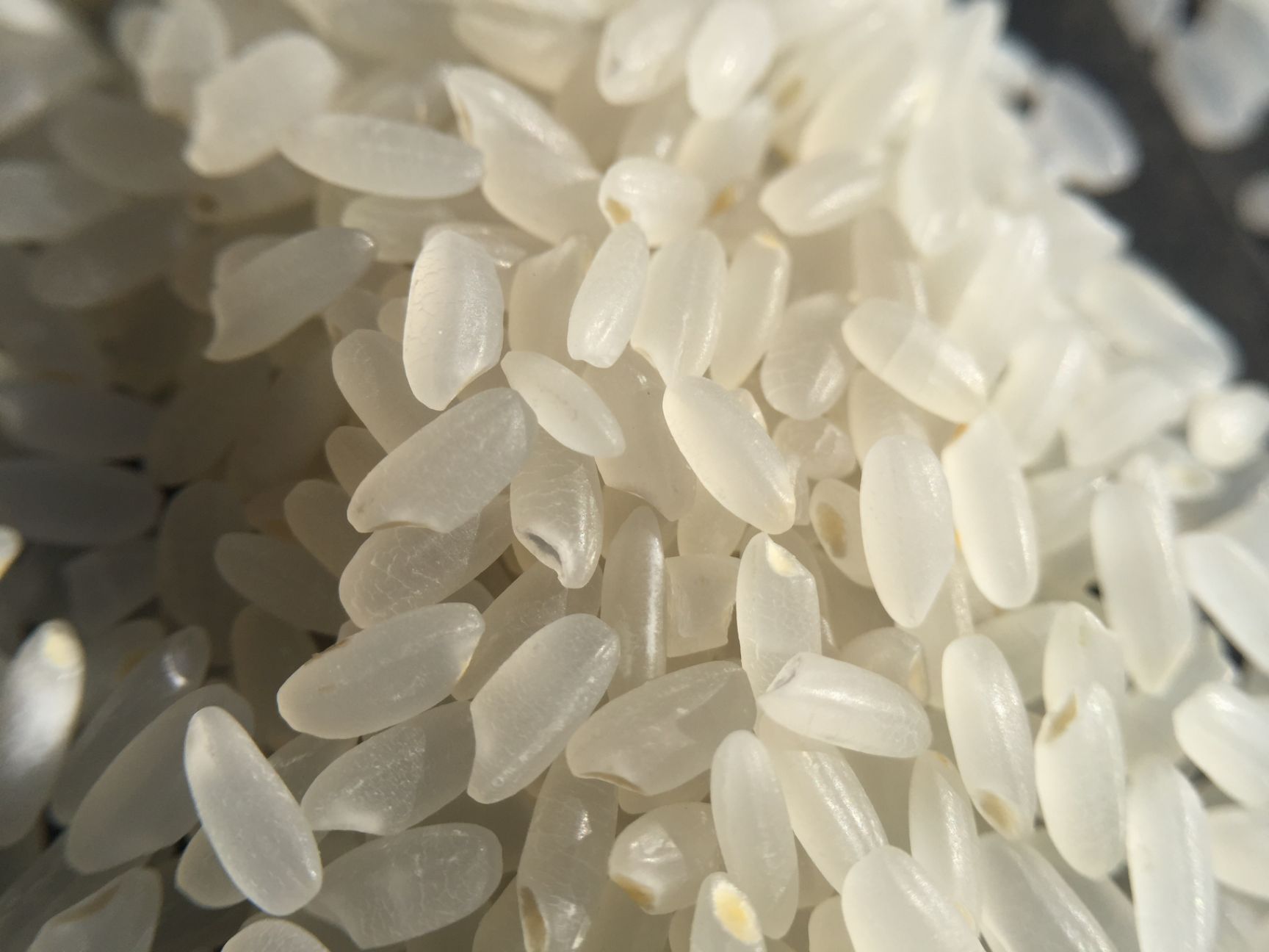 一季稻大米批发采购_一季稻大米供应_一季稻