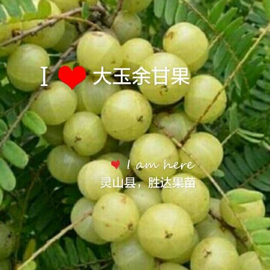 灵山县余甘果苗  大玉余甘果，黄玉牛甘果。