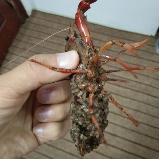 彭泽县小龙虾苗 