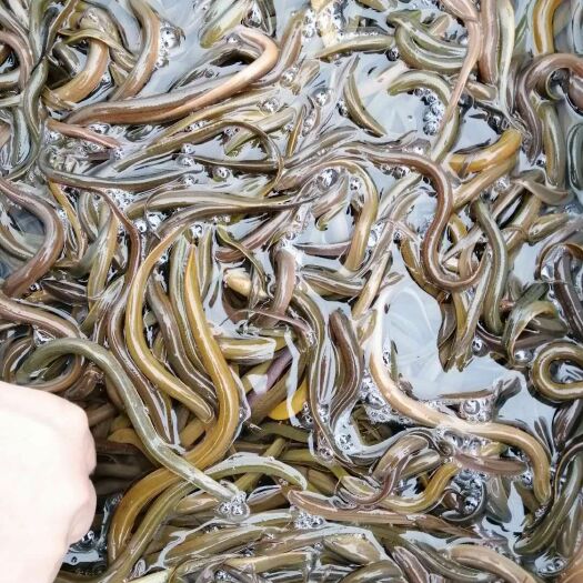 清远 人工养殖 优质黄鳝苗 技术指导