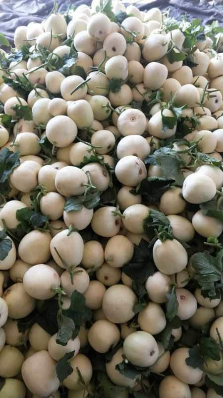 [208甜瓜批发] 208早雪白皮圆甜瓜.质量好,口感好,皮薄.价格1.