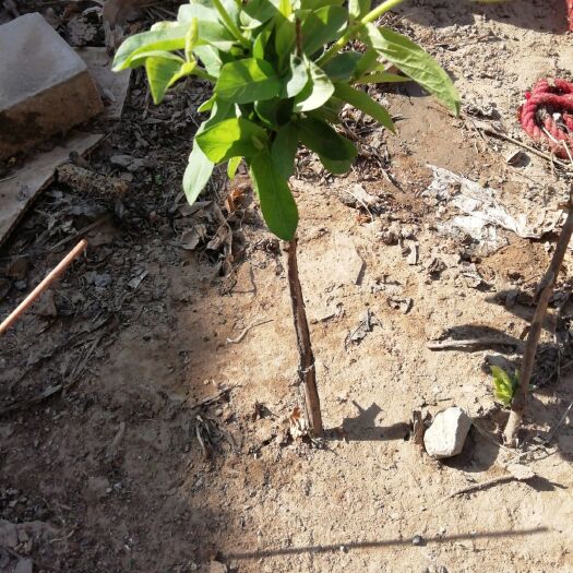 巨鹿县四季金银花苗 30~40公分 
