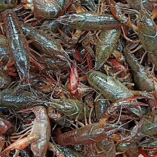 宁国市中国小龙虾 5-7钱 湖虾 