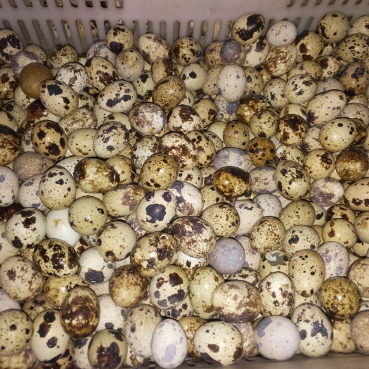 汶上县土鹌鹑蛋 食用 箱装 