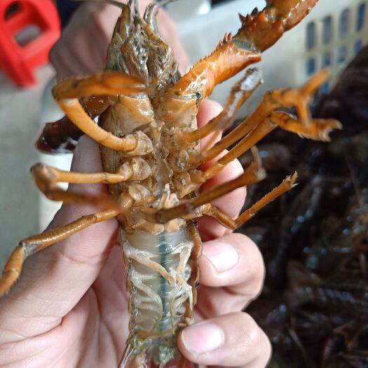 潜江市青壳小龙虾 大红6-9钱