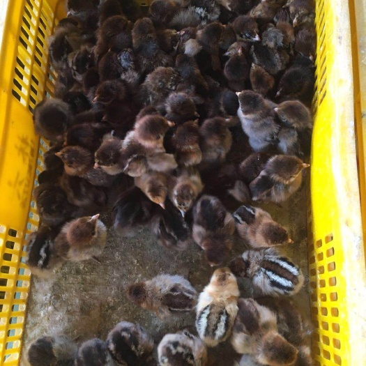 南宁青脚麻鸡苗 