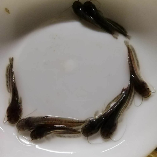 清远 鲶鱼苗 胡子鲶鱼苗 大嘴鲶鱼苗产地直供 价格优惠