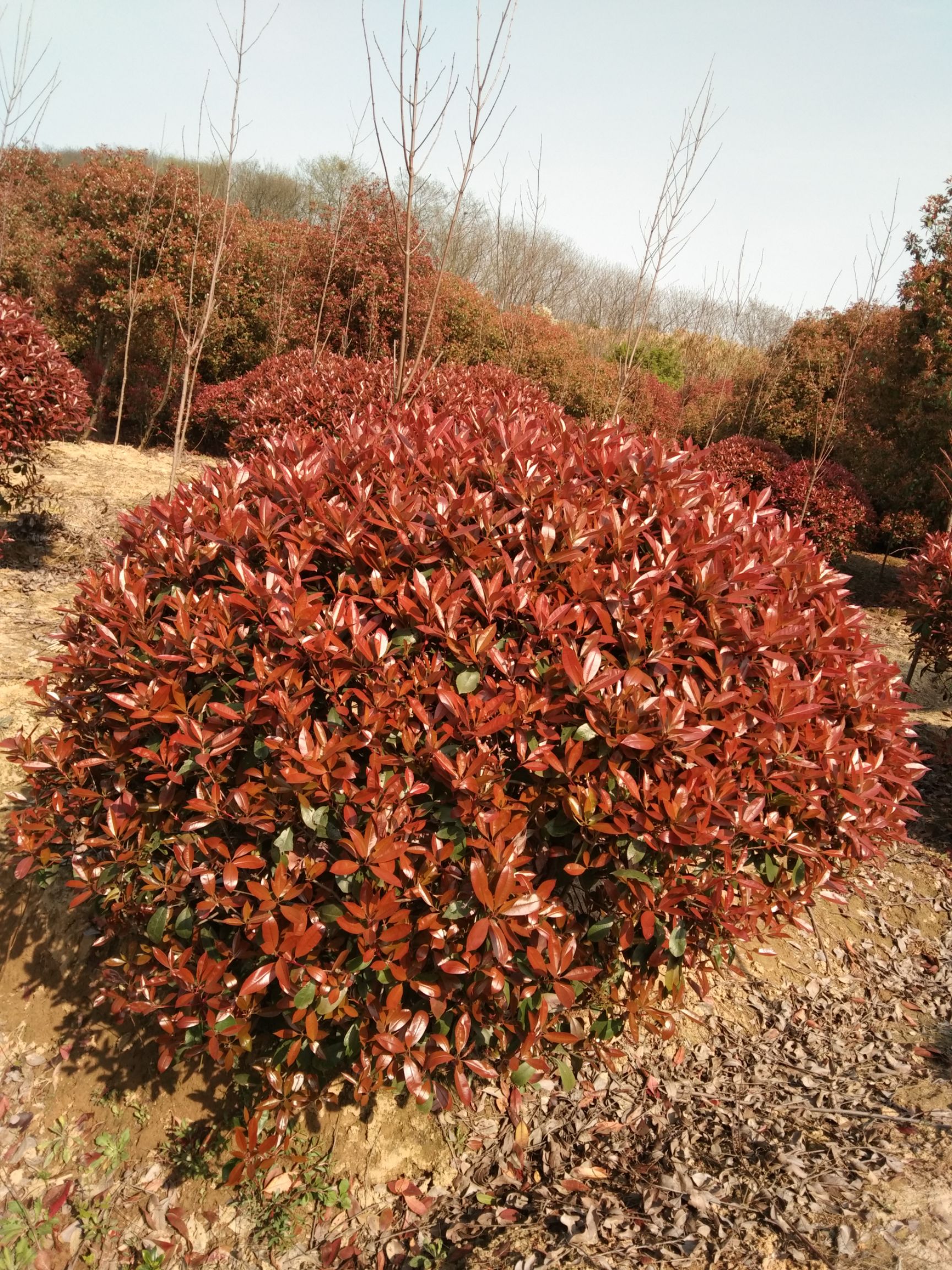 高杆红叶石楠