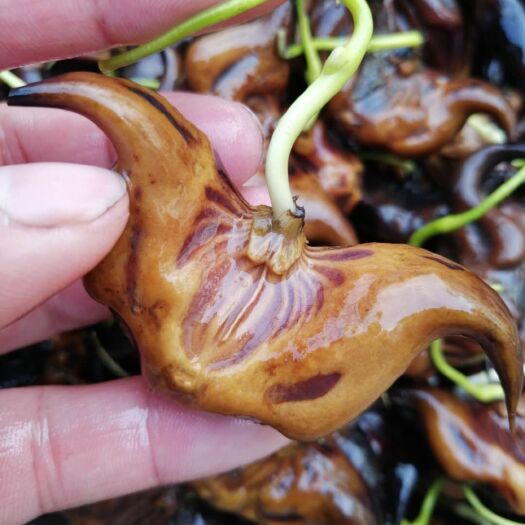 沭阳县菱角种子种苗大青菱角高产水生植物老菱角种子红菱角种子成活率高
