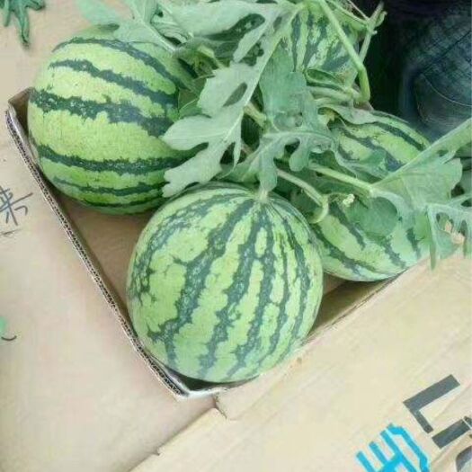 通许县8424西瓜  河南西瓜，开封西瓜，通许西瓜
