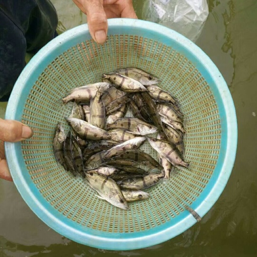 南充草鱼 诚信为本