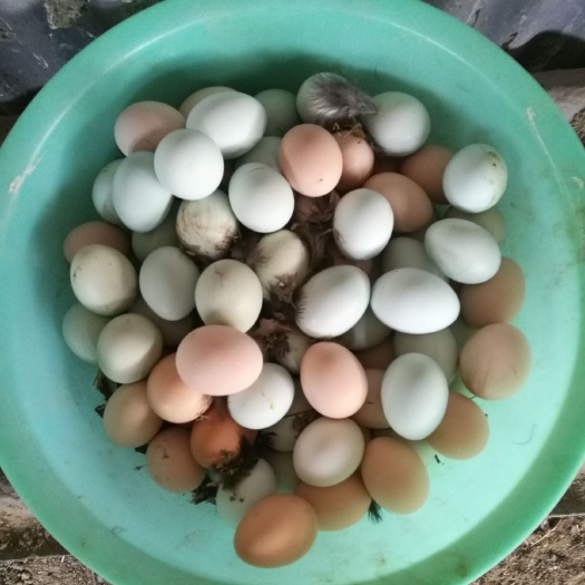 乐陵市 散养鸡蛋  孵化食用