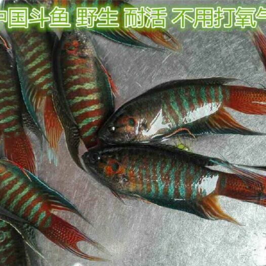 桂林圆尾斗鱼
