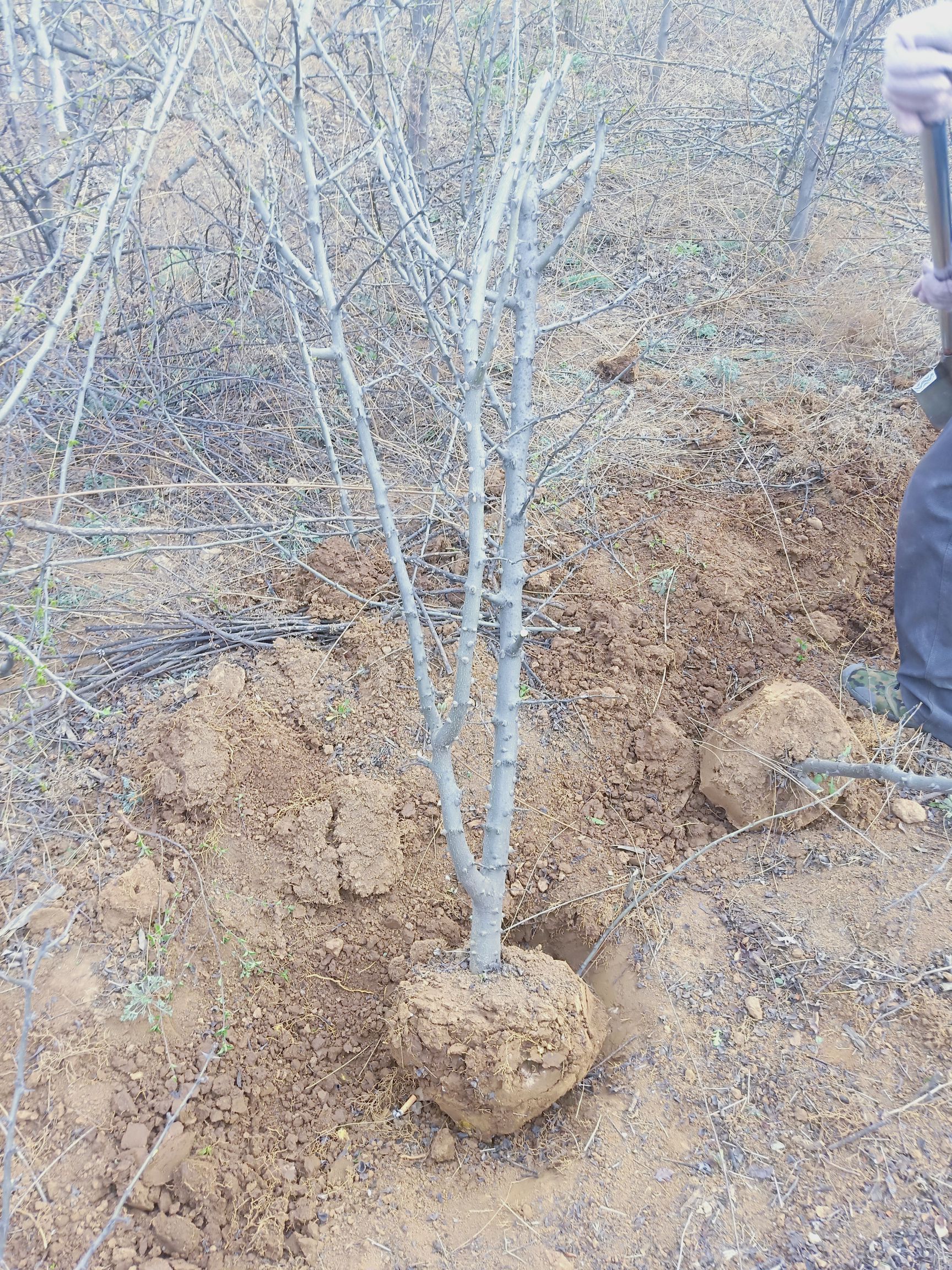 大红袍花椒苗  无刺花椒苗   狮子头花椒苗