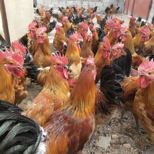 沭阳县青脚土鸡苗 脱温土鸡1斤左右的23一只