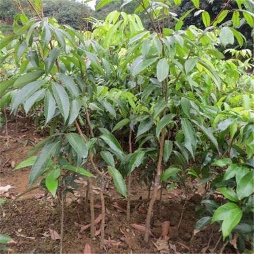 灵山县无核荔枝苗