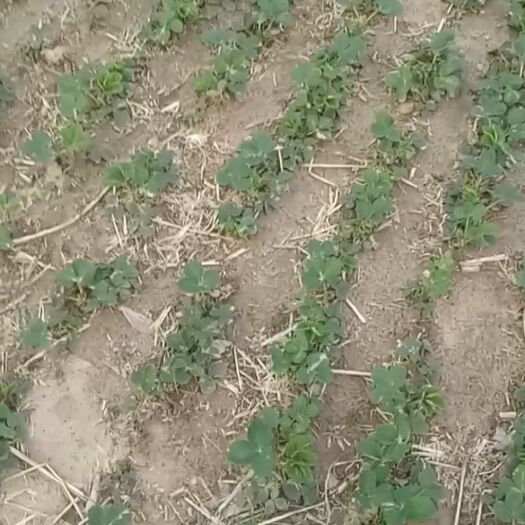 徐州甜查理草莓苗 10~20公分 地栽苗 