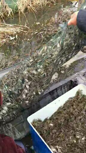 泗洪县大闸蟹苗 