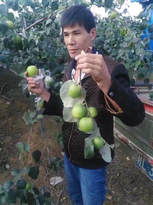 青枣苗  嫁接树苗