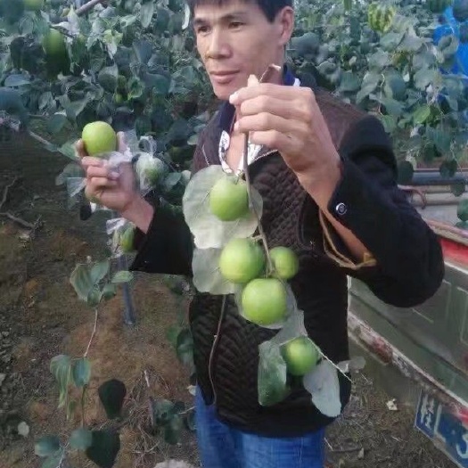 灵山县青枣苗  嫁接树苗