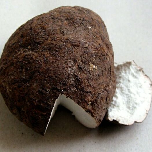 南江县茯苓