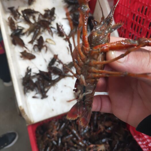 兴化市 兴化小龙虾 鲜活小龙虾 清水小龙虾