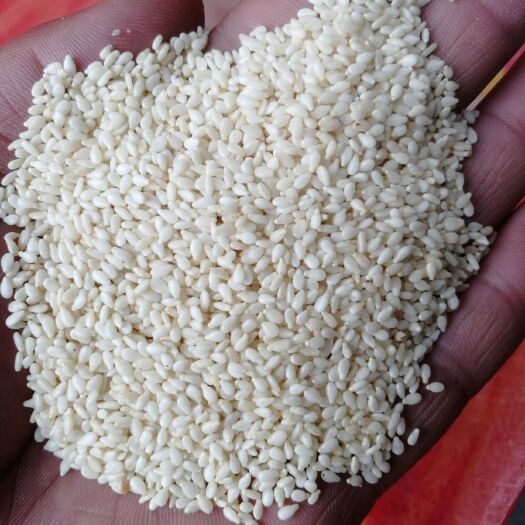 中牟县白芝麻 好芝麻仁 脱皮芝麻仁 芝麻仁 食品厂