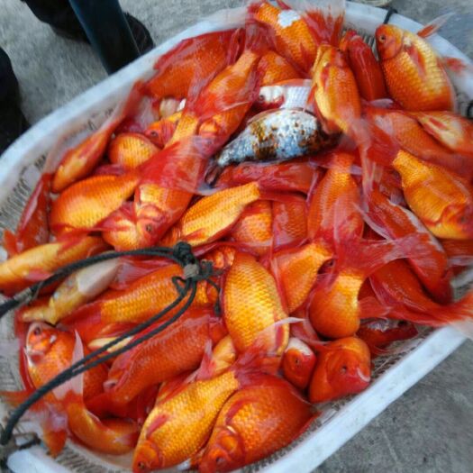 新沂市红草金鱼 